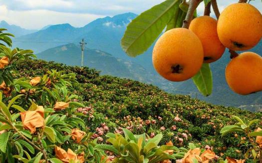 枇杷全身都是寶 對于眼睛和皮膚的健康有助