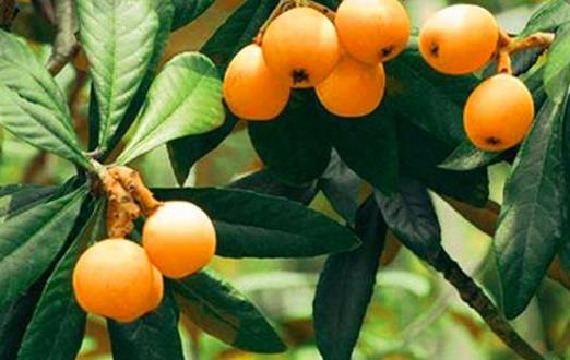 枇杷全身都是寶 對于眼睛和皮膚的健康有助