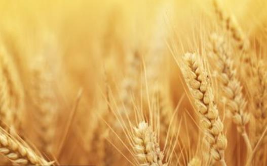 教你認識常見的轉基因食品