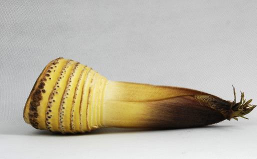 美味清甜好吃的竹筍 水煮竹筍甘甜不苦的小訣竅