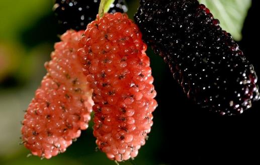 桑葚為抗氧化之王 能預防心血管疾病