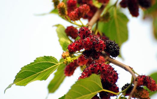 桑葚為抗氧化之王 能預防心血管疾病