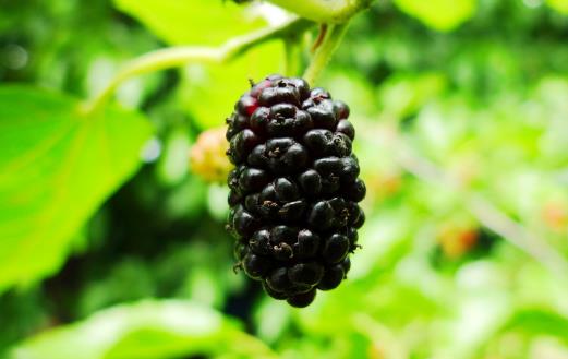 桑葚為抗氧化之王 能預防心血管疾病