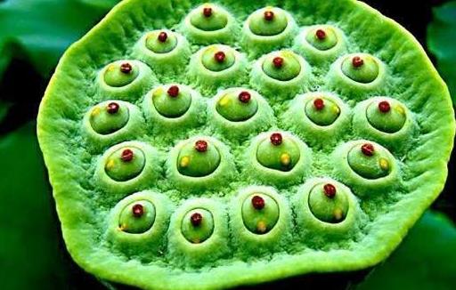 吃蓮子補養心腎 養生蓮子6食譜