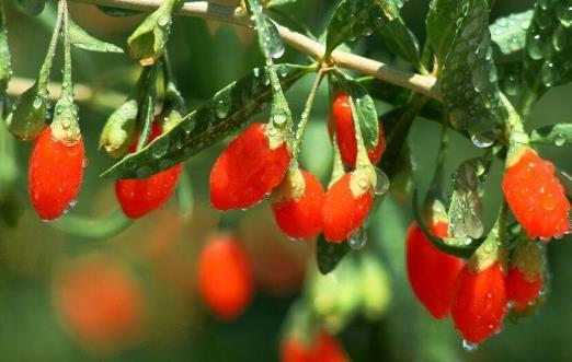 滋補肝腎、潤肺止咳：枸杞子的六大功效