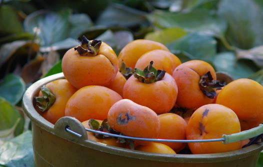 柿蒂的藥用及美容功效 內服跟外用都有大用處