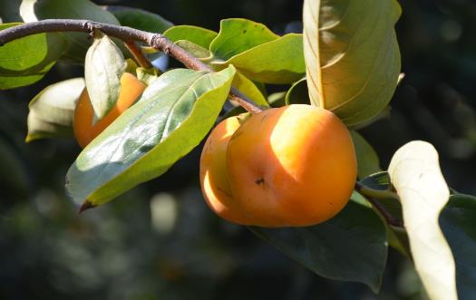 柿蒂的藥用及美容功效 內服跟外用都有大用處