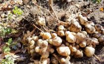 洋姜有一種特殊功效 對血糖具有雙向調節作用