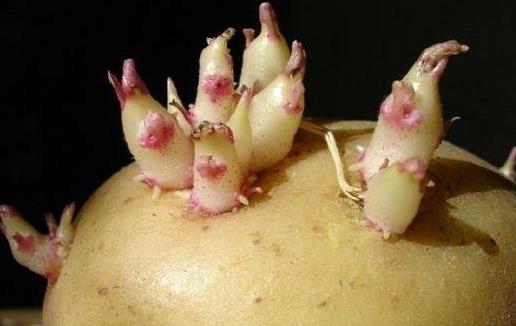 發了芽的土豆不能吃 避免土豆發芽的方法
