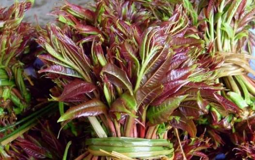 香椿好吃有營養 但應注意香椿的同食禁忌