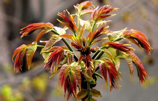 香椿好吃有營養 但應注意香椿的同食禁忌