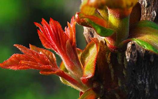 香椿好吃有營養 但應注意香椿的同食禁忌