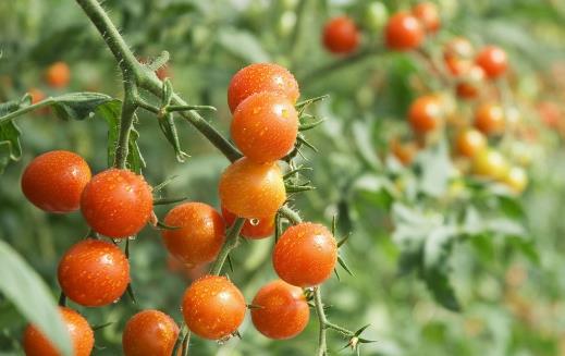 圣女果的營養價值與功效