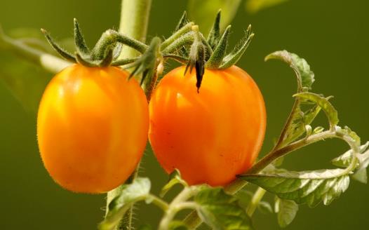 圣女果的營養價值與功效