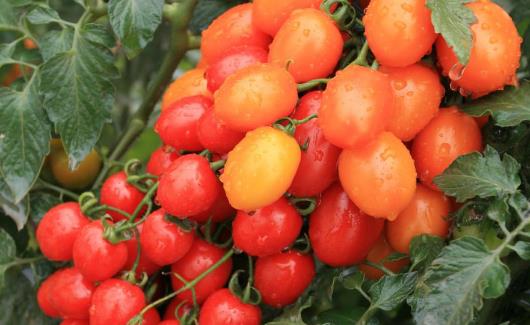 圣女果的營養價值與功效