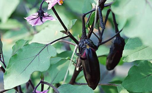 女性出現月經失調食補推薦?