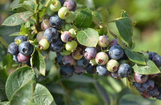 掉頭發怎么辦 吃什么食物預防脫發