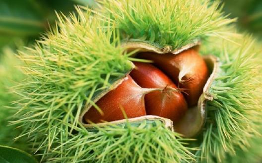 板栗是生吃還是熟吃好，有何禁忌？