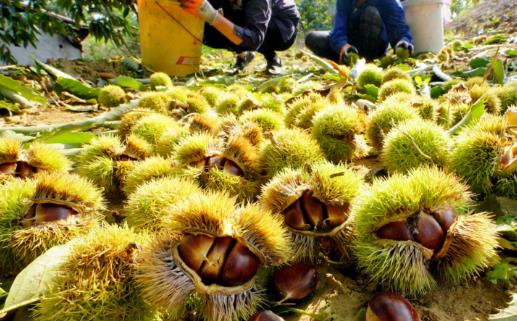 板栗是生吃還是熟吃好，有何禁忌？