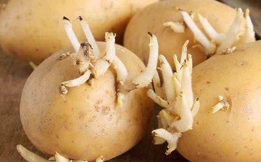 食材養(yǎng)生但也可能傷身 廚房里的10大有毒食物