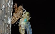 享用美味金蟬的同時 避免破壞生態(tài)環(huán)境的建議