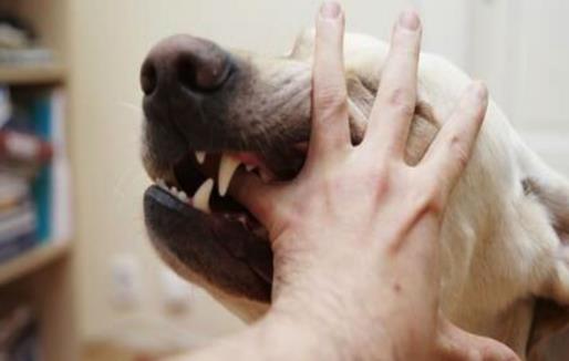 認識狂犬病，多一份認知就少點恐慌。