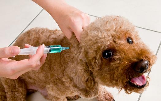 認識狂犬病，多一份認知就少點恐慌。