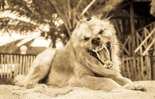 認識狂犬病，多一份認知就少點恐慌。