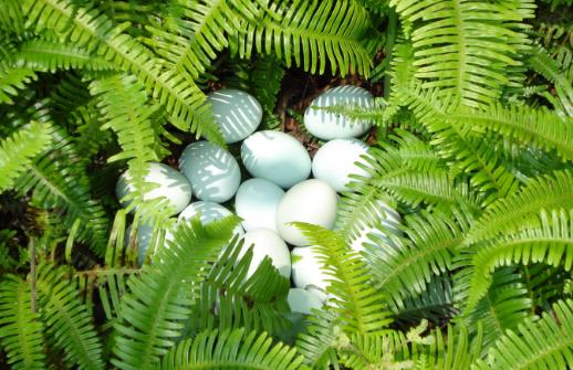 每天吃雞蛋真的好嗎