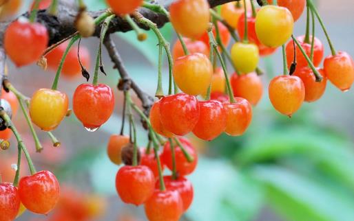 常吃櫻桃對身體健康有哪些好處