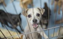 ?認(rèn)識(shí)狂犬病 多一份認(rèn)知就少點(diǎn)恐慌 