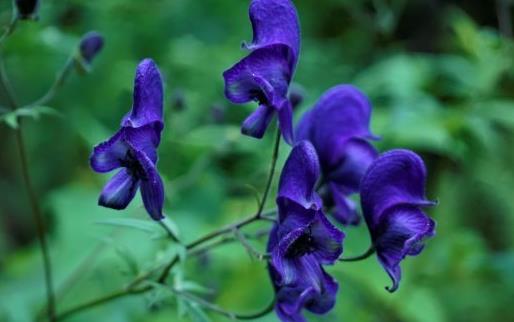 毒藥用途廣泛 世界古今最全毒藥大全