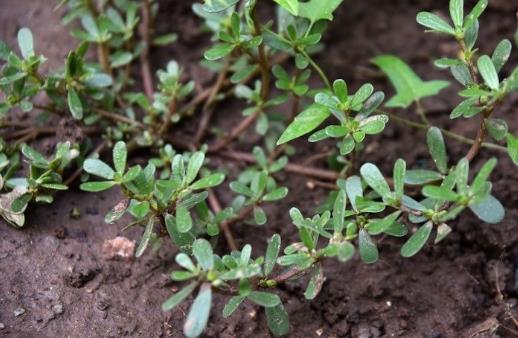 甲狀腺有“結(jié)節(jié) 常吃馬齒莧化瘀散結(jié)