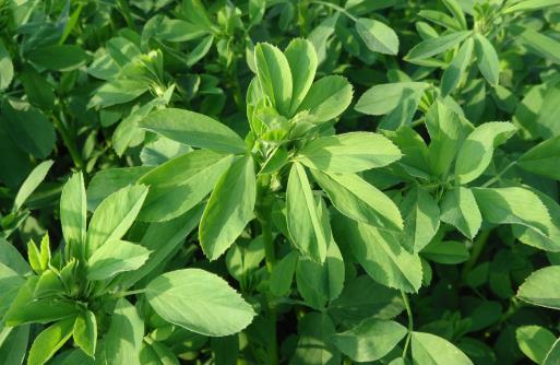 野菜七頭一腦最全攻略 教你野菜做法大全養生又健康