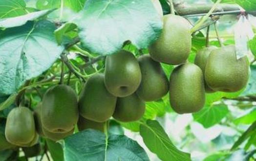 驢友們一定要認識的六種救命草