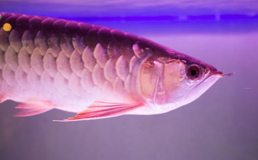 不同的觀賞魚有不同的意義 觀賞魚飼養方法