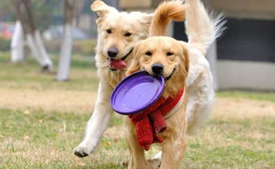 與狗狗互動交流感情的技巧 互動訓練因犬制宜