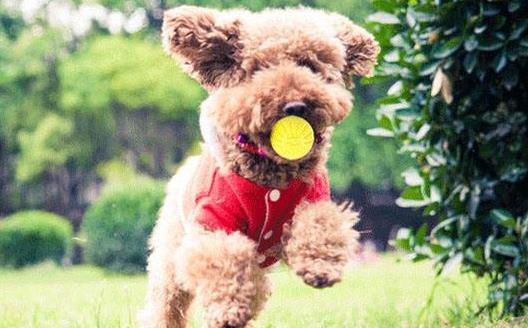 與狗狗互動交流感情的技巧 互動訓練因犬制宜