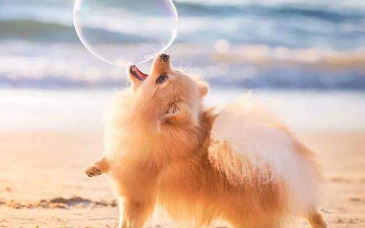 與狗狗互動交流感情的技巧 互動訓練因犬制宜