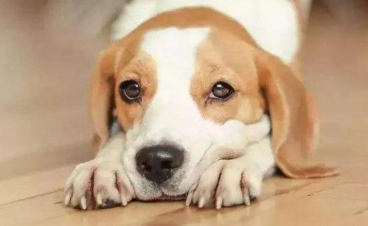 你的狗鼻子干了應該擔心 鼻子干往往是生病的前兆