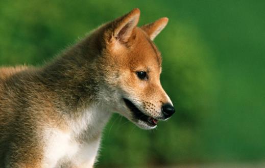 你的狗鼻子干了應該擔心 鼻子干往往是生病的前兆