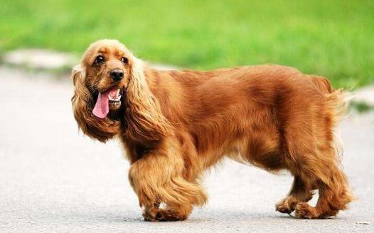 長不大又好養的狗狗品種 小型寵物狗品種推薦