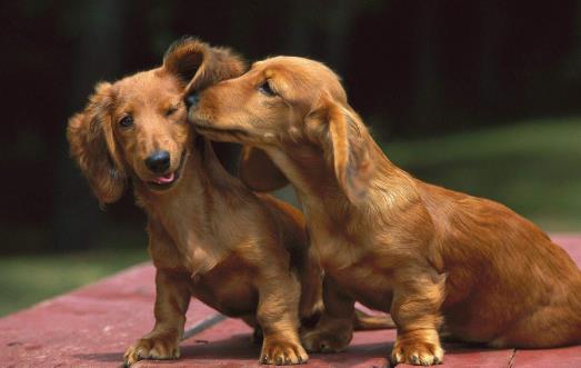 長不大又好養的狗狗品種 小型寵物狗品種推薦