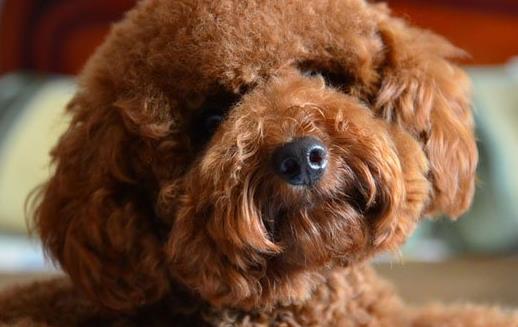 三個月的泰迪怎么養 養泰迪必須具備的條件