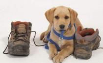 狗狗亂咬鞋子 原來是好奇心在作怪