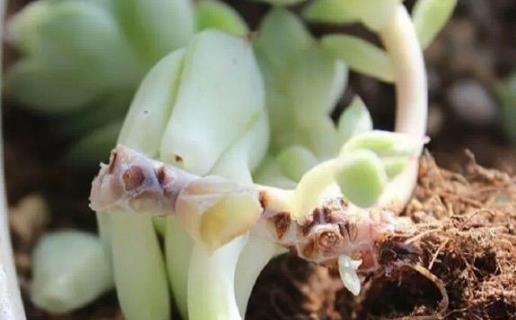 家庭養花:多肉黑腐潛伏期及防治方法