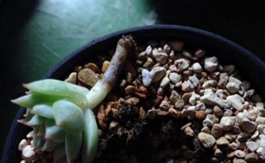 家庭養花:多肉黑腐潛伏期及防治方法