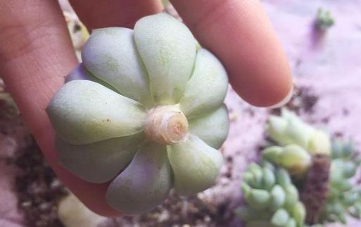 家庭養花:多肉黑腐潛伏期及防治方法