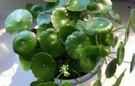 銅錢草可愛易養 家庭養花教你輕松養好銅錢草