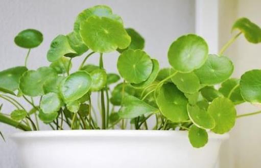 銅錢草可愛易養 家庭養花教你輕松養好銅錢草